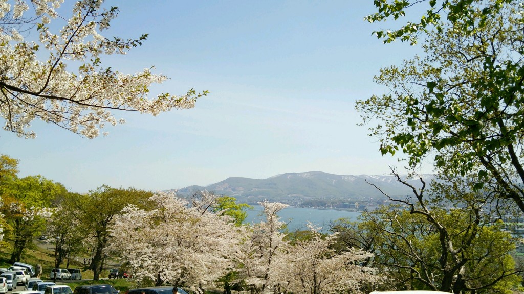 小樽手宮公園の桜