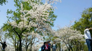 小樽サイクリング