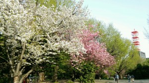 道庁赤レンガの桜-5月