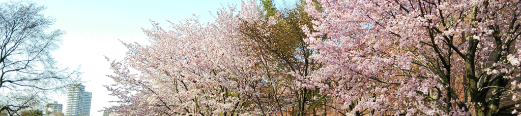札幌サイクリングコース-桜