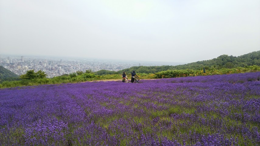 幌見峠ラベンダー園