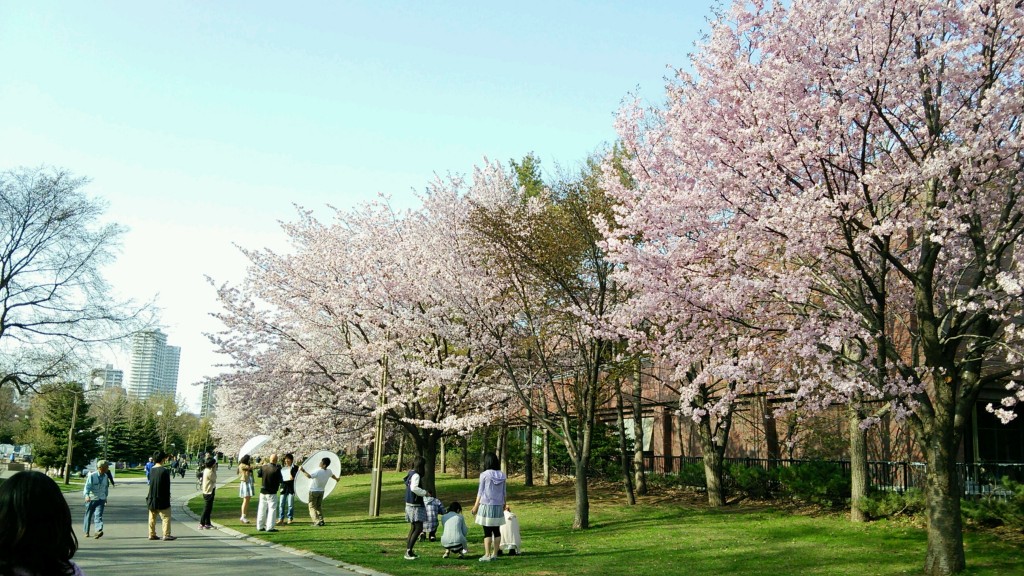 札幌サイクリングコース-桜