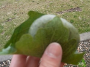 自転車補給食もち