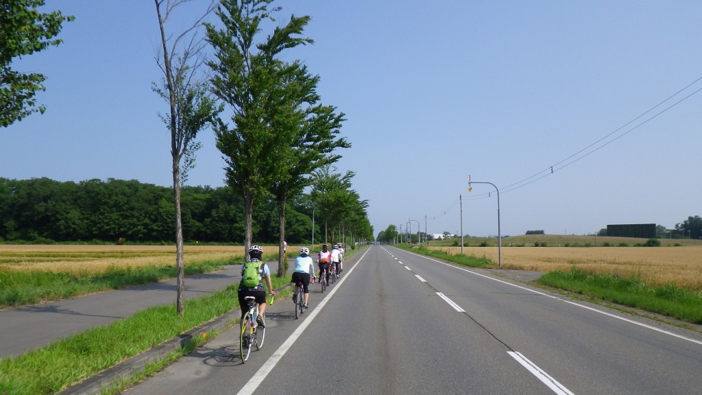 十勝サイクリングコース,白樺並木