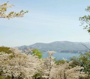 小樽手宮公園＿桜