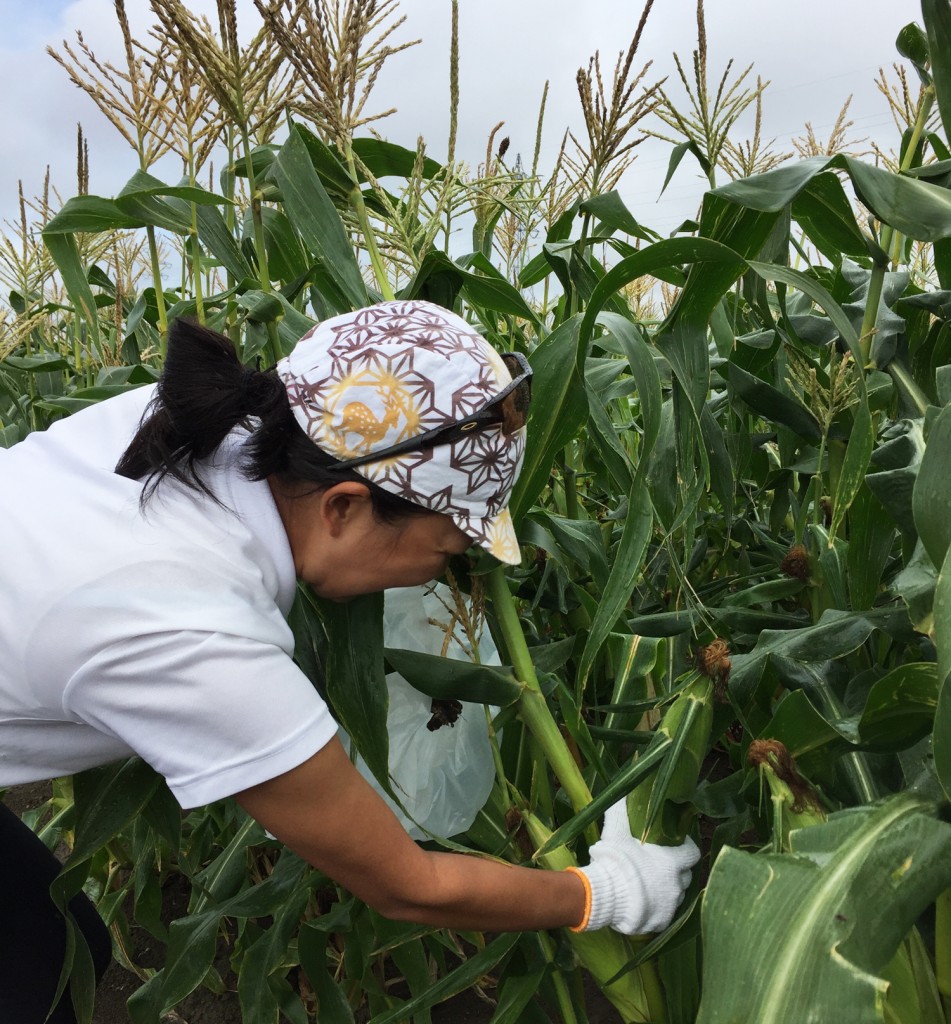 とうきび収穫体験,北海道