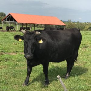 美瑛の牛